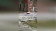 喵星人爆笑出糗集锦