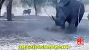 完爆恐龙！那些称霸全球的史前10大巨兽！