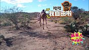 养一只神经病宠物是一种怎样的体验