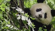动物界的母爱太感人了。野生大熊猫看着女儿爬上树顶独立，眼中充满着爱意与不舍