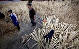 性感虎哥在线辟谣：日本一次性筷子谣言 中国成日本最大木材进口