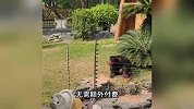 南宁动物园“丢那猩”不扔便便了！有正经工作抛绣球了？园方回应