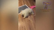 两只金毛犬被小主人弄无语了