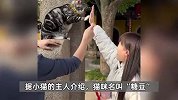 苏州西园寺“击掌猫”爆火，游客打卡围观主人陷“虐猫”质疑，主人回应