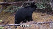 四川男子上山采菌“熊口逃生”：被咬掉一半鼻子，狂奔5公里获救