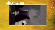 大咖笑料-20170316- 熊猫卖萌耍帅有绝招