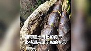 摄影师拍了8天8夜，记录竹笋破土而出瞬间：一点点顶开巨石