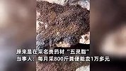 灵兽飞鼠家门口被掏粪一脸懵，当事人：每月采800斤粪便，能卖1万多元