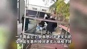 女婿750元买鸵鸟讨好老丈人，带回家撞坏笼子绊倒老丈人：一天竟追它了