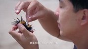 刚打捞上岸的海胆，清洗干净后直接生吃，鲜味至极！