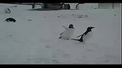 [搞笑]萌死人了！两只可爱小企鹅雪地追逐