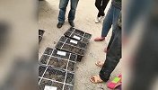 老爸误用免密支付买了550只小鸡，连夜搭棚子开始养鸡