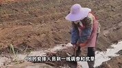 广西贵港持续干旱，池塘干涸鱼被晒成鱼干