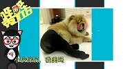 哔哔嘿嘿乐28-20160507-画面太美！但我选择狗带