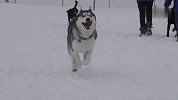 都说哈士奇在雪地上智商才会解锁，哈士奇正确打开方式