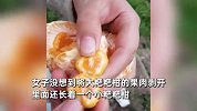 女子吃粑粑柑遇见橘中橘：拨开后，里面竟长着一个小橘子