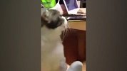 大咖笑料-20170111- 被臭脚丫熏晕的萌宠们