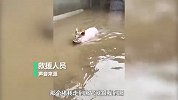 洪水中小猪被投喂，跟随救援队游1小时不愿走，队员：我走哪它跟哪