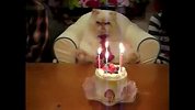 [搞笑]大肥猫扎个领带坐着沙发过起了生日