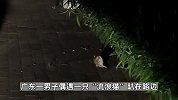 男子路边偶遇“流浪猫”，上前仔细看被吓一跳：南方老鼠都这么大吗？