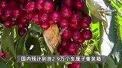 “3斤车厘子吃进抢救室”，一条新闻让行业损失59亿元？批发商回应