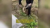 村民林地惊现6条蟒蛇，最大一条长近4米、重30多斤