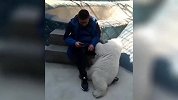 狗子这是要变身了吗 它好像很生气的样子