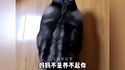 盘点那些胖成煤气罐子的猫咪