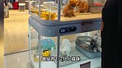 多地出现“活宠物自助贩卖机”！被质疑虐待动物太残忍，多方回应