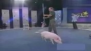 [搞笑]史上最强的猪