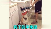 狗主人的迷惑操作，“工具狗”狗生也太惨了