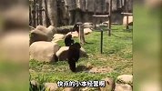 狗子挑衅母鸡被啄，这也太逗了吧哈哈