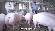 中国一年吃下猪肉5000万吨, 是全球最大猪肉市场