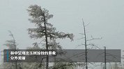 下雪了！内蒙古大兴安岭迎秋天第一场雪：最厚积雪达15厘米左右