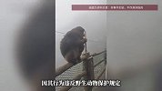 男子在悬崖边推搡进食猴子，峨眉山景区通报