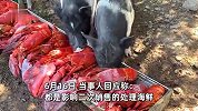 小伙用螃蟹龙虾喂宠物猪，网友直呼奢靡浪费，当事人：价格没有那么昂贵