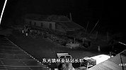 监控曝光！老虎深夜闯入村民家咬死羊和狗，林业站：损失由保险赔