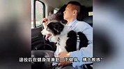 小伙在出租屋养牛，曾被房东赶出：养牛为提醒自己上进，别当牛马