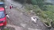 3岁女童遭野狗群撕咬拖拽，撕心裂肺哭喊全身多处裂伤，现场画面