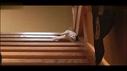 [搞笑]超強滾樓梯貓