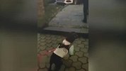 主人抱走别的狗，法斗急得“飙脏话”