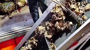 大规模牡蛎打捞和加工过程，生吃最鲜美