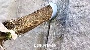 一根草把下水道堵了！