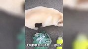 俩狗子为了吃的也是拼了 究竟会鹿S谁手
