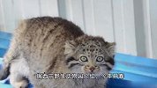 心痛！西宁野生动物园：兔狲“狲大娘”因病死亡