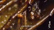 贵州特色油焖神仙鸡，鸡肉全部渗透香气，撕下来肉都嫩得流油！