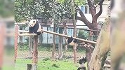 盘点大熊猫被迫营业的搞笑日常