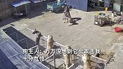 大狗暴起咬向主人脖子，咬伤胸口胳膊：养了10年，再给次机会