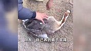 男子卖自家大鹅遭“扎心凝视”，心中难受亲手放生：不忍心卖给别人吃