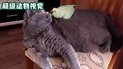 鹦鹉想和猫咪玩，悄悄的靠近猫咪，猫咪却不愿搭理它